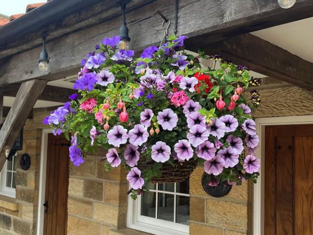 Commercial Hanging Baskets Services in Whitby